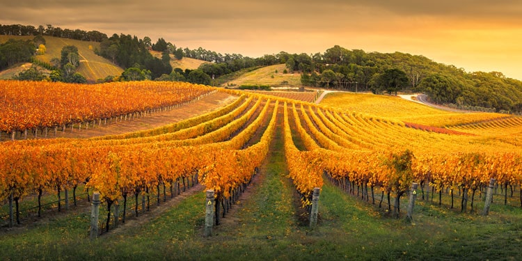 Vineyard in Adelaide Hills, South Australia, Australia | TravelManagers Australia