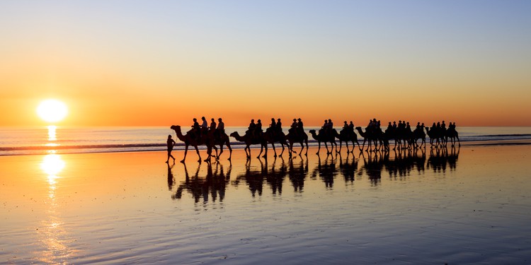 Camels walk along Cable Beach, Broome, Western Australia, Australia | TravelManagers Australia
