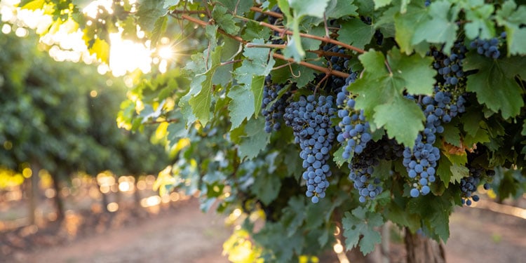 Red wine grapes from the Riverland wine region, South Australia, Australia | TravelManagers Australia