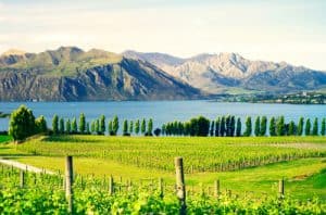 Winery, New Zealand