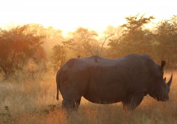 Top 7 safaris