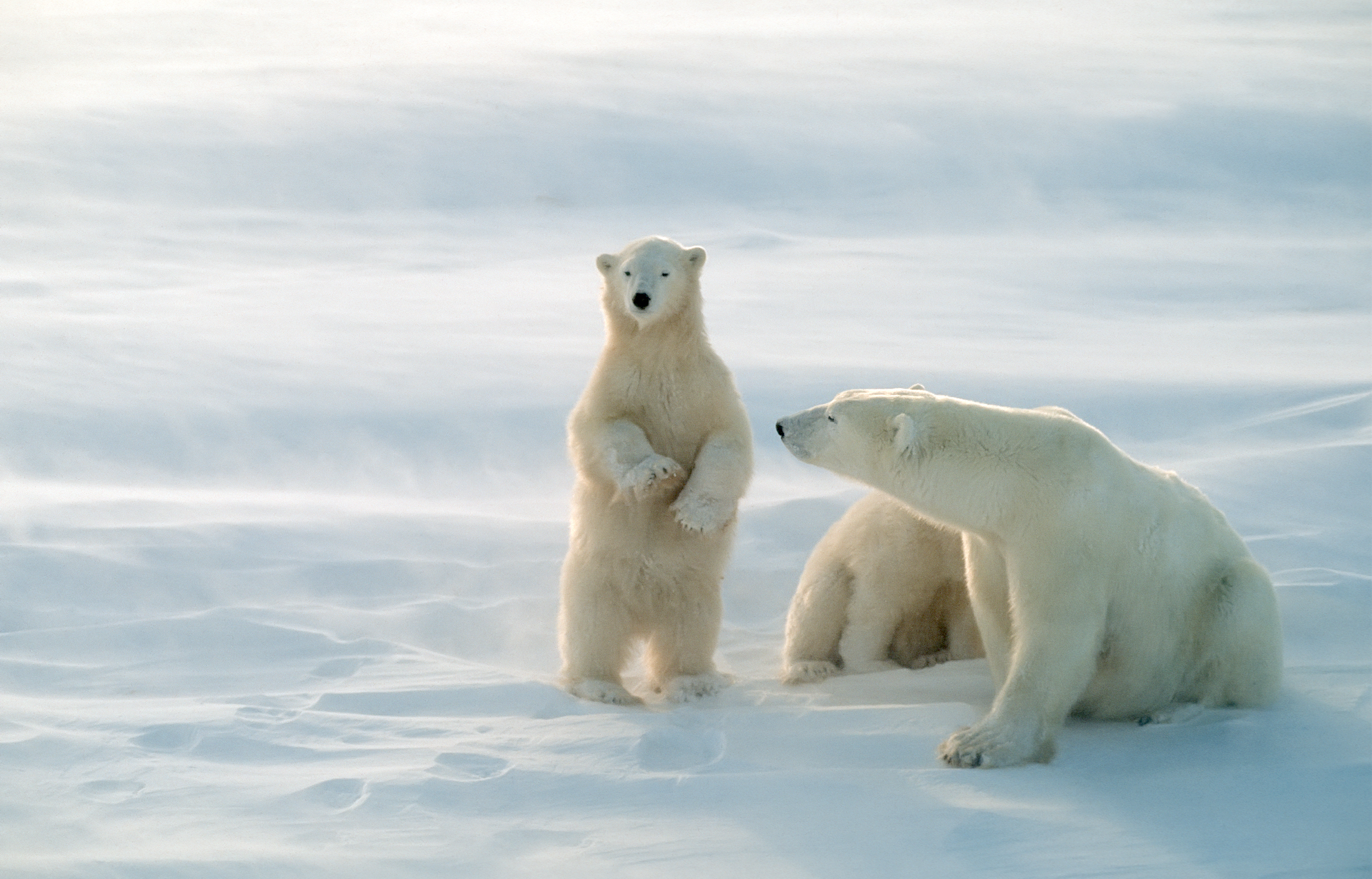 Best places to see polar bears