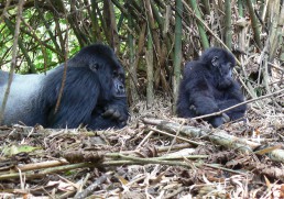 The Best Zoos In The World