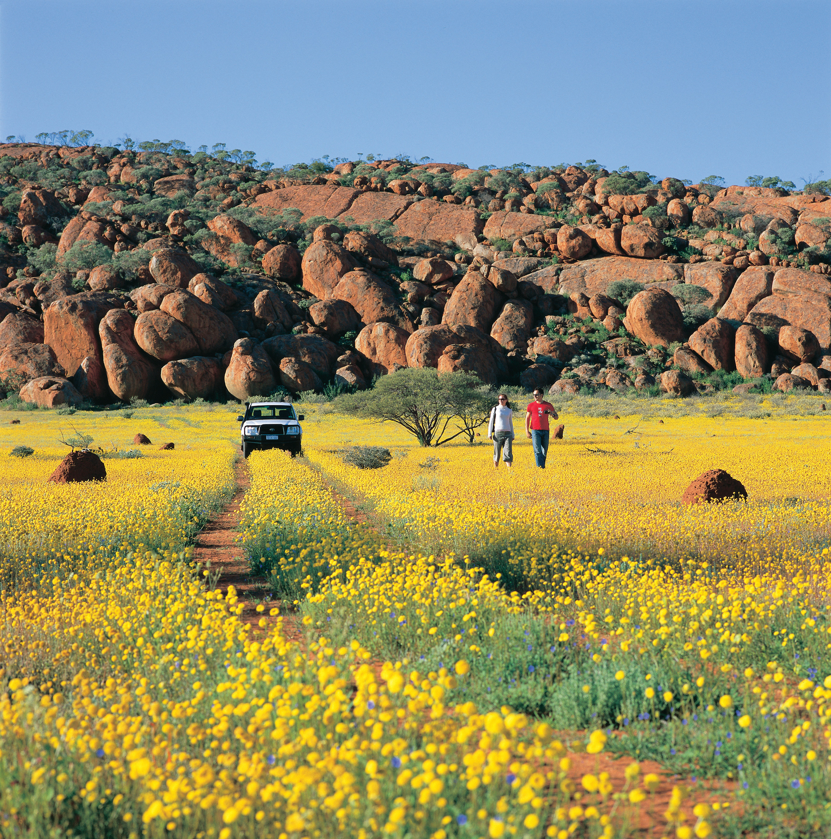Experiencing the West Australian outback and its breathtaking wildflowers.