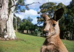 Visit the wild side of Australia