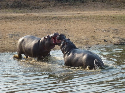 Create your own Africa Story