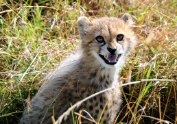 Highlights of Southern Africa