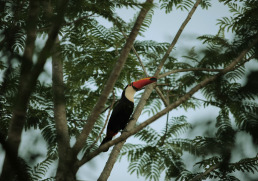 The Different Jungle River Cruises Around the World