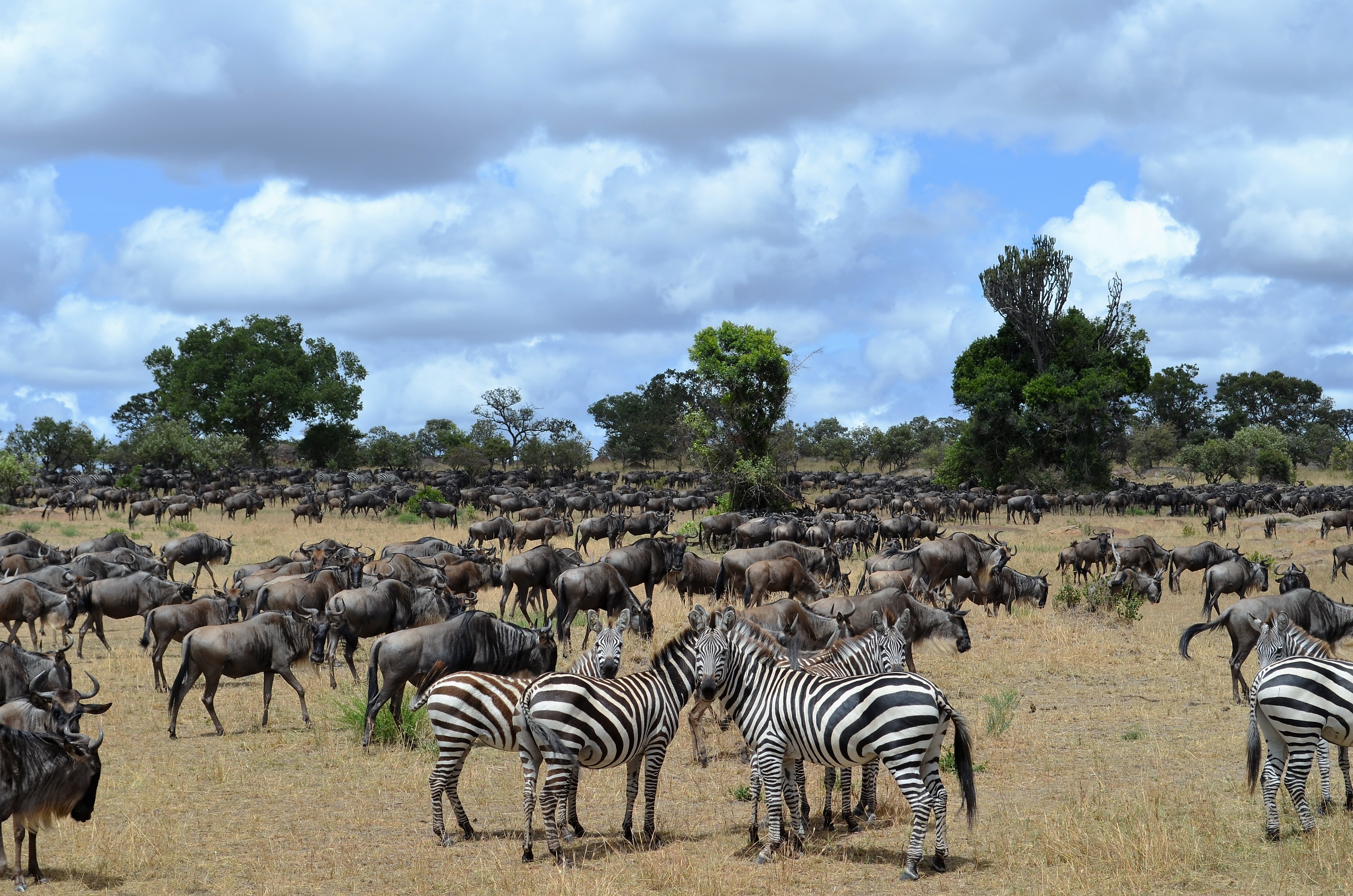 Migrating to the Serengeti