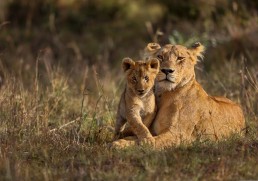 7 reasons you should book an African safari