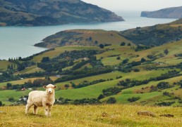 New Zealand's Big 5: Must See Wildlife Experiences