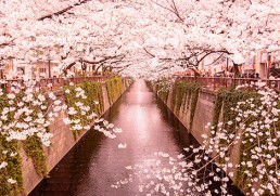 Cherry blossom season in Japan 