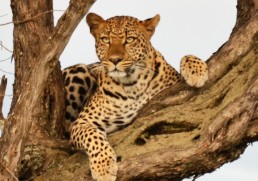 African Animal Experiences