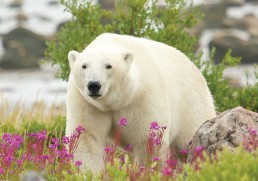 Coach Tours in Canada