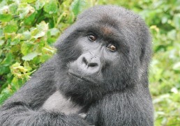 Africa’s National Parks