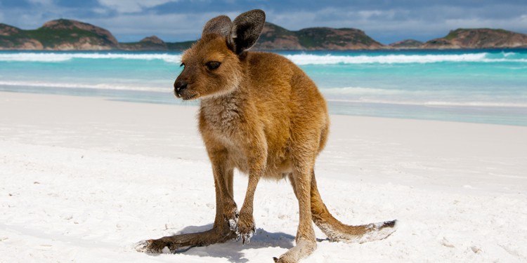 Kangaroo at Lucky Bay, Esperance, Western Australia, Australia | TravelManagers Australia