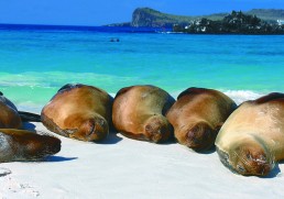 Beginners’ Guide to the Galápagos Islands