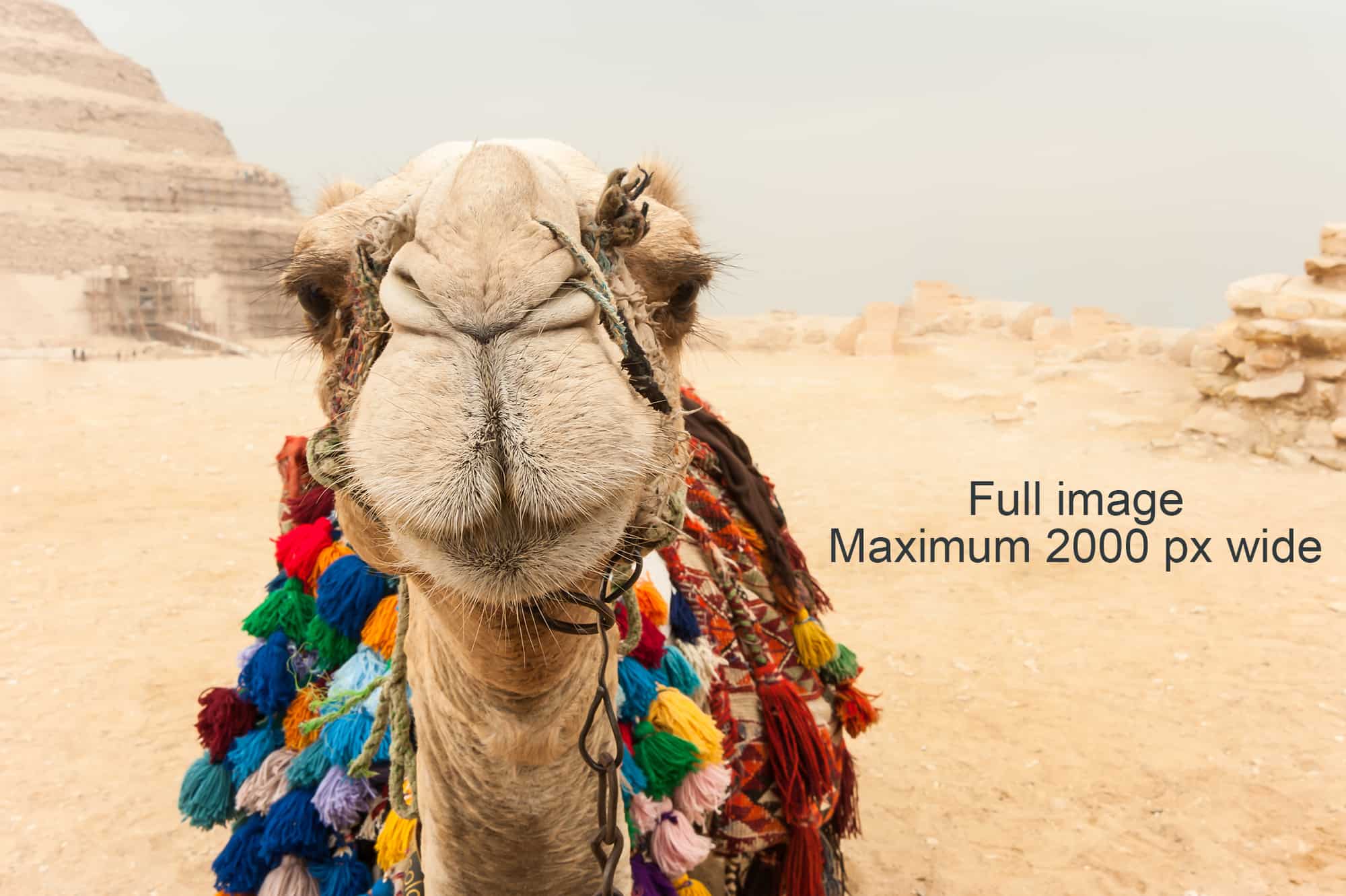Camel | TravelManagers Australia