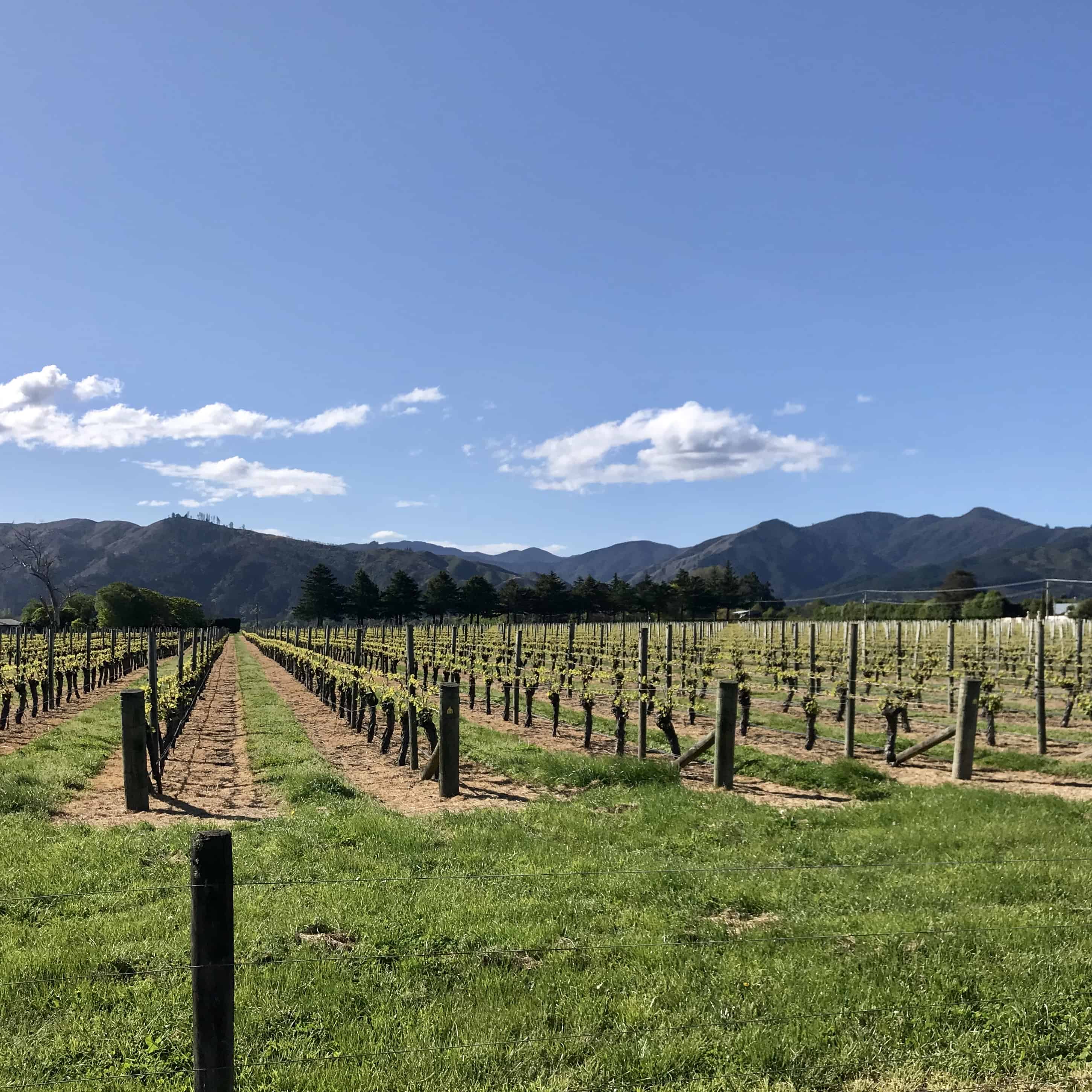 Marlborough, the heart of New Zealand's Wine Country