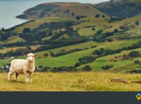 Sheep, New Zealand | TravelManagers