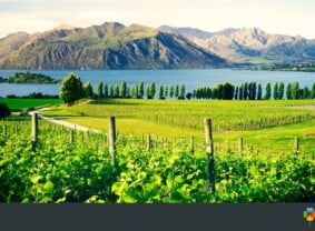 WInery, New Zealand | TravelManagers