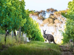 The Lane Vineyard, Adelaide Hills. Image Credit: South Australian Tourism Commission