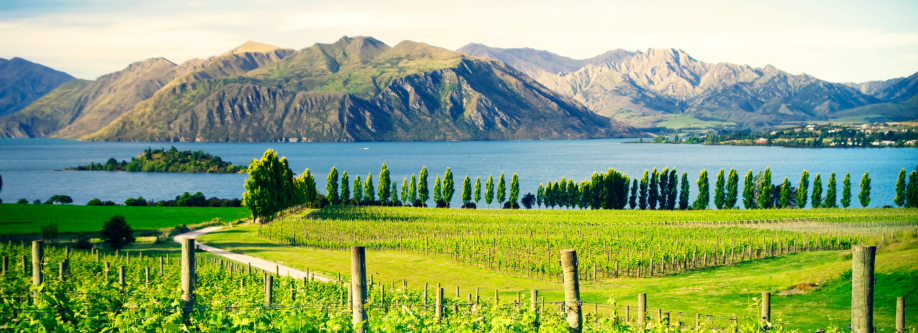 Your complete guide to New Zealand's South Island Wine Regions