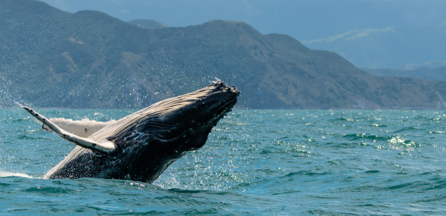 The best of the rest of the world