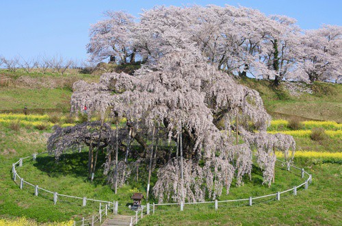 Miharu Takizakura aka “waterfall cherry blossoms"