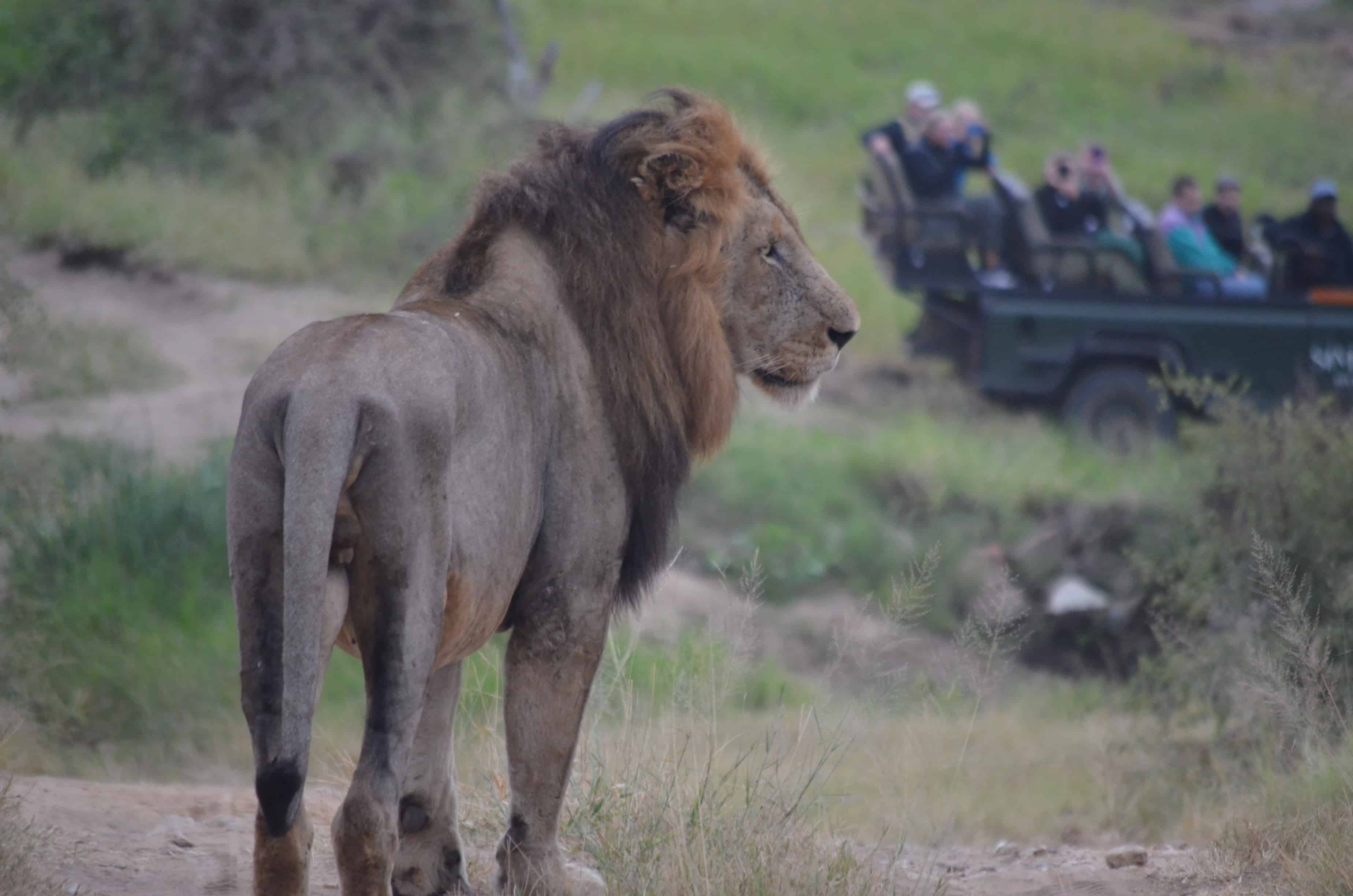 The Perfect Safari Day: From Sunrise Game Drives to Sundowner
