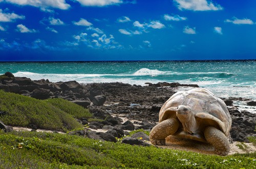 <em>Galapagos giant tortoise</em>