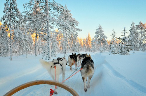 <em>Husky sledding in magical Lapland, Finland</em>