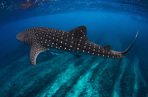 <em>Swimming with the whales in Ningaloo Reef, WA</em>