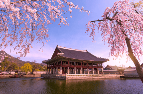 <em>Cherry blossom in South Korea</em>