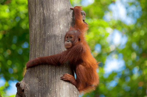 <em>Wildlife in Borneo, Malaysia</em>