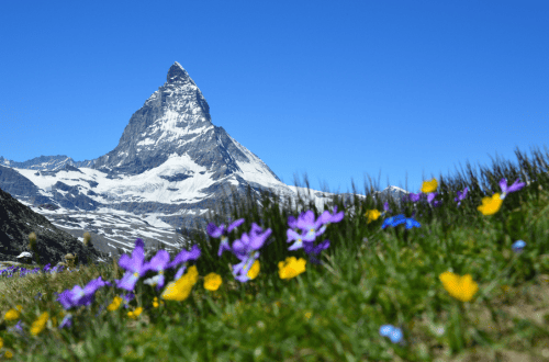 <em>Alpine Flowers in Switzerland</em>