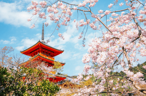 <em>Cherry blossom in Japan</em>