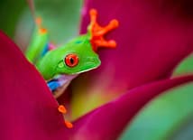 Costa Rica | SmallGroup Travel | Sue Kuti TravelManagers