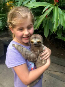 Family cruising- baby sloth