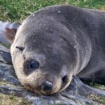 Antarctic Expedition - Fur Seal