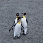 Antarctic Expedition - South Georgia
