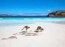 A rare sight where wildlife meets the soft sands of the coast