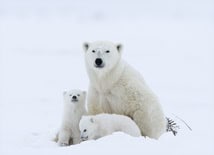 polar bears in the Arctic