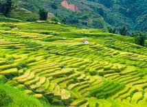 Scenic rice terraces in Bali surrounded by lush greenery and rolling hills