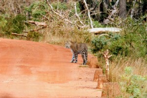 leopard looking back at vehicle on road
