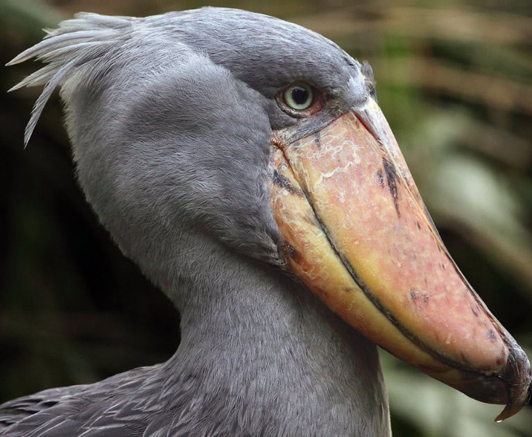 Your Package Includes: