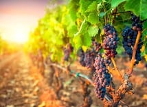 Independent travel - themed experiences