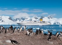 Expedition cruise - penguins