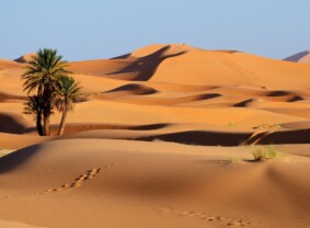 Coach Tour - Morocco