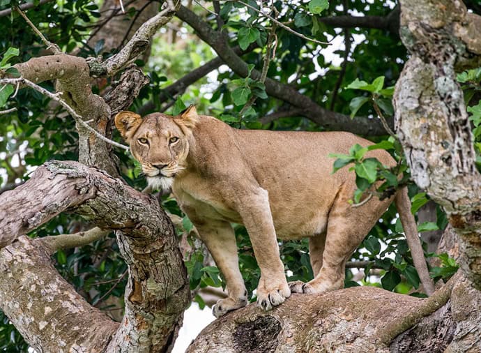 Day 5: Southern Queen Elizabeth National Park